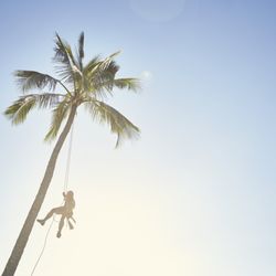 Malama Tree Care - Repel off of a coconut palm in the early morning light