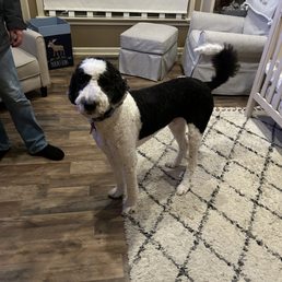 Stanley's new groom from Cassandra at Camp Bow Wow in Carmel!