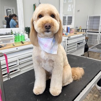 Dapper Dog Spa - Sunny from his last groom with Tyler - Pet Groomers Near Me - Whittier, California Dapper Dog Spa - Sunny from his last groom with Tyler - Pet Groomers Near Me - Whittier, California