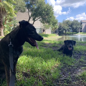 Awoken K9 - Tony and Oz being the best version of their selves! - Pet Training Near Me - Tampa, Florida