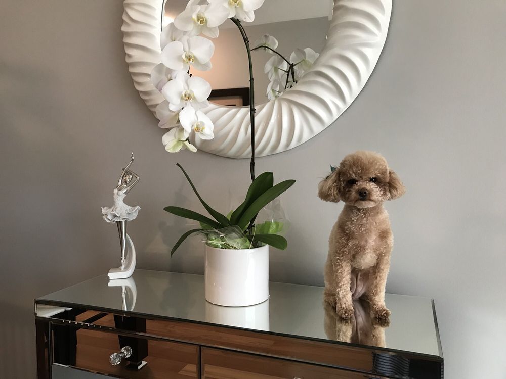 PAW PRINTS GROOMING SALON Updated October 2024 43 Photos & 28