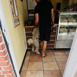 Dog with his paws on the counter.