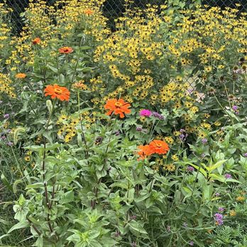 City Blossoms - Community Service/Non-Profit Near Me - Washington, DC, District of Columbia
