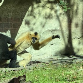 Virginia Zoo - Monkeys playing - Zoos Near Me - Norfolk, Virginia Virginia Zoo - Monkeys playing - Zoos Near Me - Norfolk, Virginia