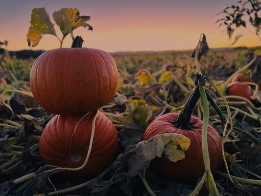 The Pumpkin Patch on Sauvie Island, Portland's original by null