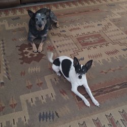 Waggy Tails Boarding