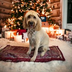 The Grooviest Groomer - Merry Christmas