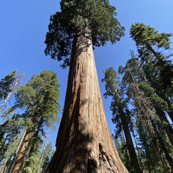 Kings Canyon National Park - Grant Grove - Parks Near Me - Three Rivers, California Kings Canyon National Park - Grant Grove - Parks Near Me - Three Rivers, California