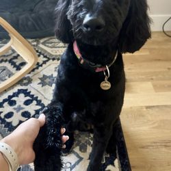 Doggy Styles - fresh cut from Kayla!