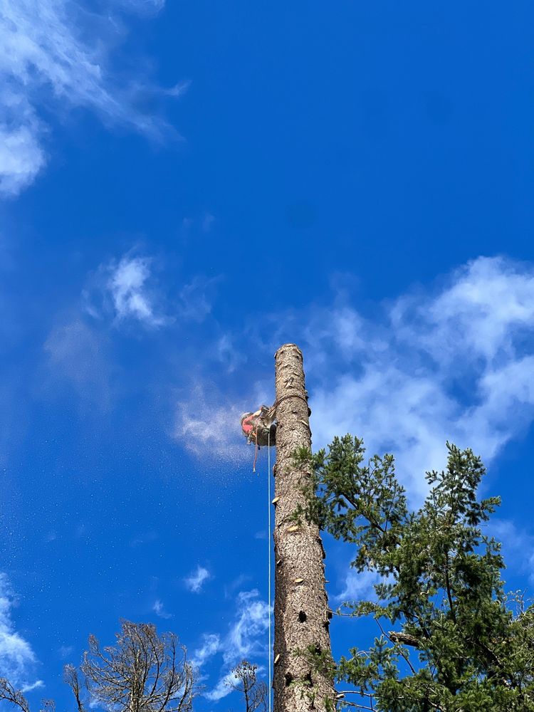 Pacific Timber Tree Service - tree service in Salem, OR