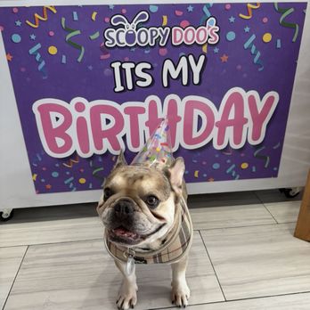 Scoopy Doos - Pet Stores Near Me - Delray Beach, Florida Scoopy Doos - Pet Stores Near Me - Delray Beach, Florida