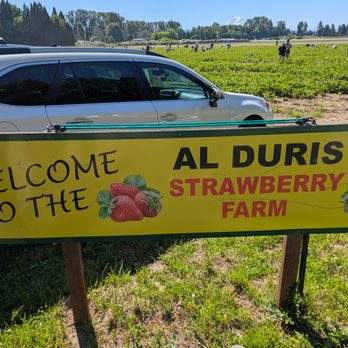 Duris Strawberry Farm - Sign - Pick Your Own Farms Near Me - Kent, Washington