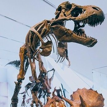 Royal Ontario Museum - Dinosaurs. - Museums Near Me - Toronto, Ontario Royal Ontario Museum - Dinosaurs. - Museums Near Me - Toronto, Ontario