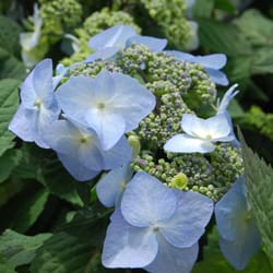 Drummers Garden Center & Floral - Flowering Shrubs
