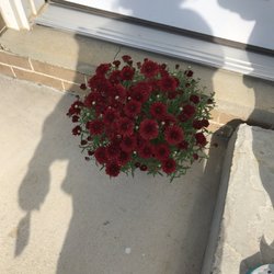 Christopher Farms - Mums