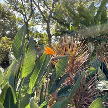 Foster Botanical Garden - Burd of paradise - Botanical Gardens Near Me - Honolulu, Hawaii