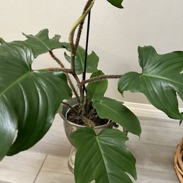Philodendron squamiferum Philodendron squamiferum