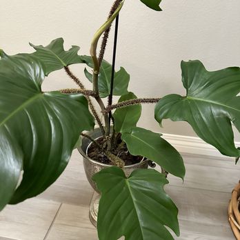 Kimberly's Indoor Plants - Philodendron squamiferum - Nurseries & Gardening Near Me - Rialto, California Kimberly's Indoor Plants - Philodendron squamiferum - Nurseries & Gardening Near Me - Rialto, California