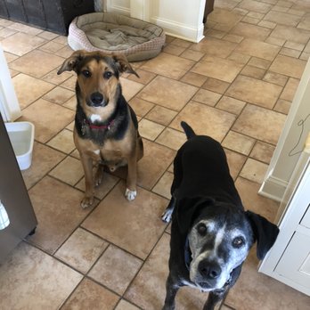 Happy Trails - Pet Sitting in your home while you travel for work or fun! - Pet Sitting Near Me
