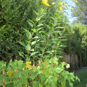 Take Root - Green Beans and Sun chokes - Gardeners Near Me - Palo Alto, California Take Root - Green Beans and Sun chokes - Gardeners Near Me - Palo Alto, California