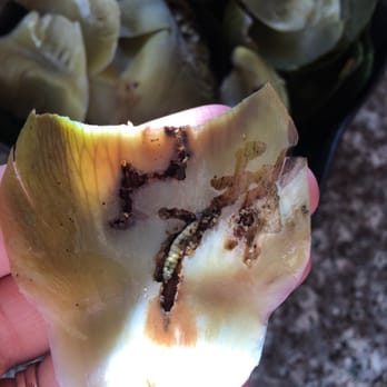 Safeway - Hubby bought some artichokes today... This is what I found. Disgusting! Not shopping here ever again - Grocery Near Me - Vallejo, California Safeway - Hubby bought some artichokes today... This is what I found. Disgusting! Not shopping here ever again - Grocery Near Me - Vallejo, California