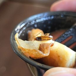 Piece of pubusa, dipped in, they're red sauce that has a cockroach in it. Piece of pubusa, dipped in, they're red sauce that has a cockroach in it.