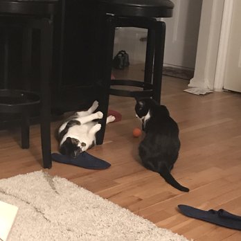 AMA Animal Rescue - Autumn with her new brother! - Community Service/Non-Profit Near Me - Brooklyn, New York