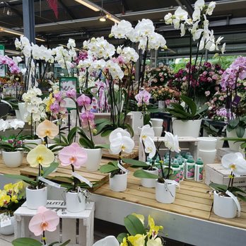 Gartencenter Seebauer - Orchideen - Nurseries & Gardening Near Me - Munich, BY