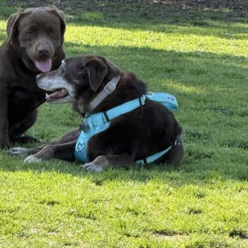 Exeter Bark Park - Dog Parks Near Me - Exeter, California Exeter Bark Park - Dog Parks Near Me - Exeter, California