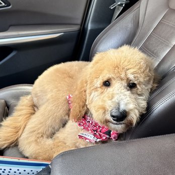 Bow Wow Groomers - After, clearly scared and with a haircut nothing like what I asked for. - Pet Groomers Near Me - Cypress, California Bow Wow Groomers - After, clearly scared and with a haircut nothing like what I asked for. - Pet Groomers Near Me - Cypress, California