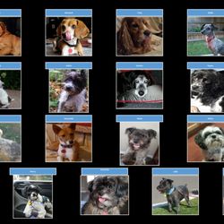 Speaking of Dogs Rescue - Some of the dogs we have fostered and helped to find their forever homes through SOD