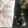 Photo of Gina's Pet Salon