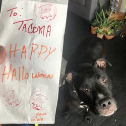 Gina's Pet Salon - Goodie bag from Gina and a very impatient fat boy