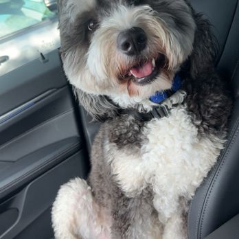 Luxe Pet Oasis - Very happy dog in front seat of car - Pet Sitting Near Me