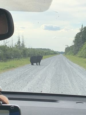 Alligator River National Wildlife Refuge by null