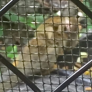 Monkey Jungle - Zoos Near Me - Miami, Florida Monkey Jungle - Zoos Near Me - Miami, Florida