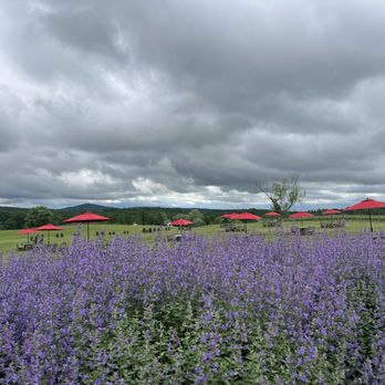 Greenhill Vineyards - Wineries Near Me - Middleburg, Virginia Greenhill Vineyards - Wineries Near Me - Middleburg, Virginia
