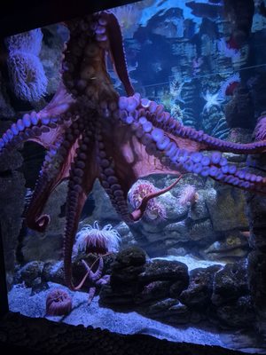 New England Aquarium by null