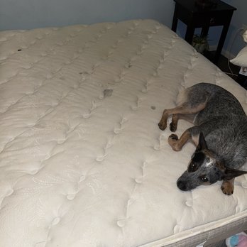 Advanced Cleaning Services - Before photo when I found all the stains under an old mattress we've had for years. With my sleepy model, Jinx. - Carpet Cleaning Near Me