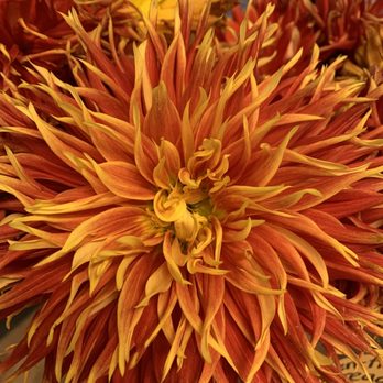 The Baker and The Cakemaker - Cut flower dahlia. - Coffee & Tea Near Me - Auburn, California The Baker and The Cakemaker - Cut flower dahlia. - Coffee & Tea Near Me - Auburn, California