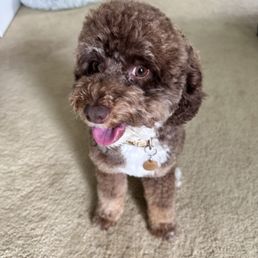 Ellie a mini Aussiedoodle. Ellie a mini Aussiedoodle.