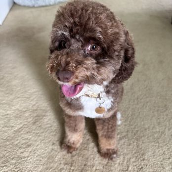 Ufuri Pet Salon - Ellie a mini Aussiedoodle. - Pet Groomers Near Me - Port Huron, Michigan Ufuri Pet Salon - Ellie a mini Aussiedoodle. - Pet Groomers Near Me - Port Huron, Michigan