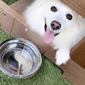 Chelsea Corner - Dog friendly patio - American Near Me - Dallas, Texas
