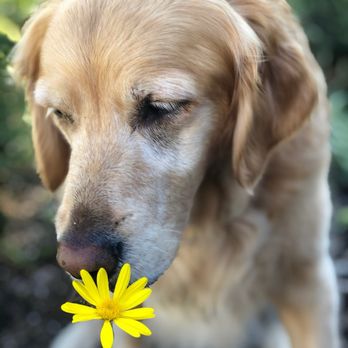 Paws Into Grace - Cookie! - Pet Hospice Near Me Paws Into Grace - Cookie! - Pet Hospice Near Me