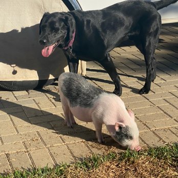 Fur Baby Babysitting - Pet Boarding Near Me Fur Baby Babysitting - Pet Boarding Near Me