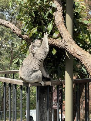 Taronga Zoo, Bradleys Head Rd by null