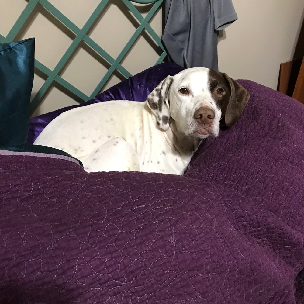 Canine Zen - Lucky - Pet Training Near Me Canine Zen - Lucky - Pet Training Near Me