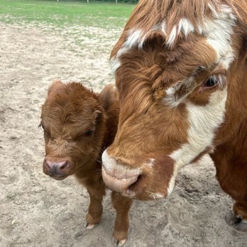 Eagle Eye Farm - Highland cattle...mama and baby Bam Bam - Farms Near Me - River Falls, Wisconsin Eagle Eye Farm - Highland cattle...mama and baby Bam Bam - Farms Near Me - River Falls, Wisconsin
