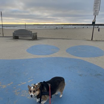 Ocean Beach - A dog! - Beaches Near Me - San Diego, California Ocean Beach - A dog! - Beaches Near Me - San Diego, California