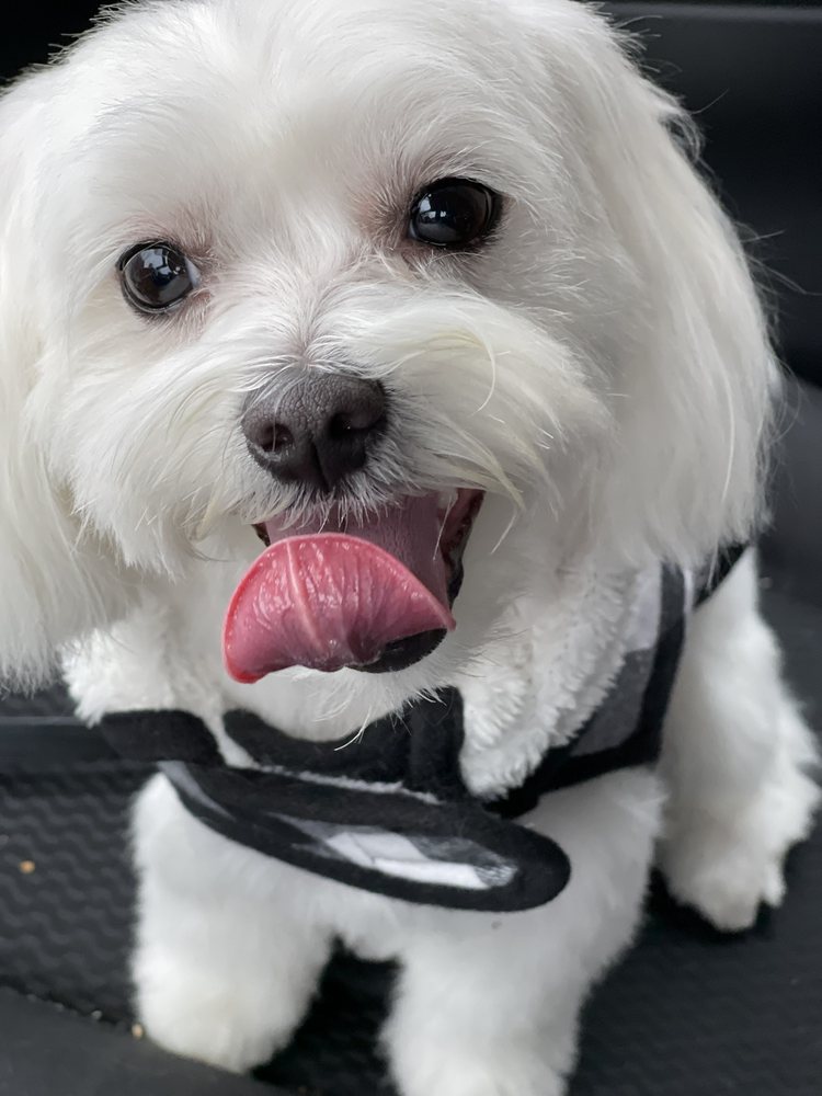 TINY TAILS 132 Photos & 93 Reviews 7408 20th Ave, Brooklyn, New